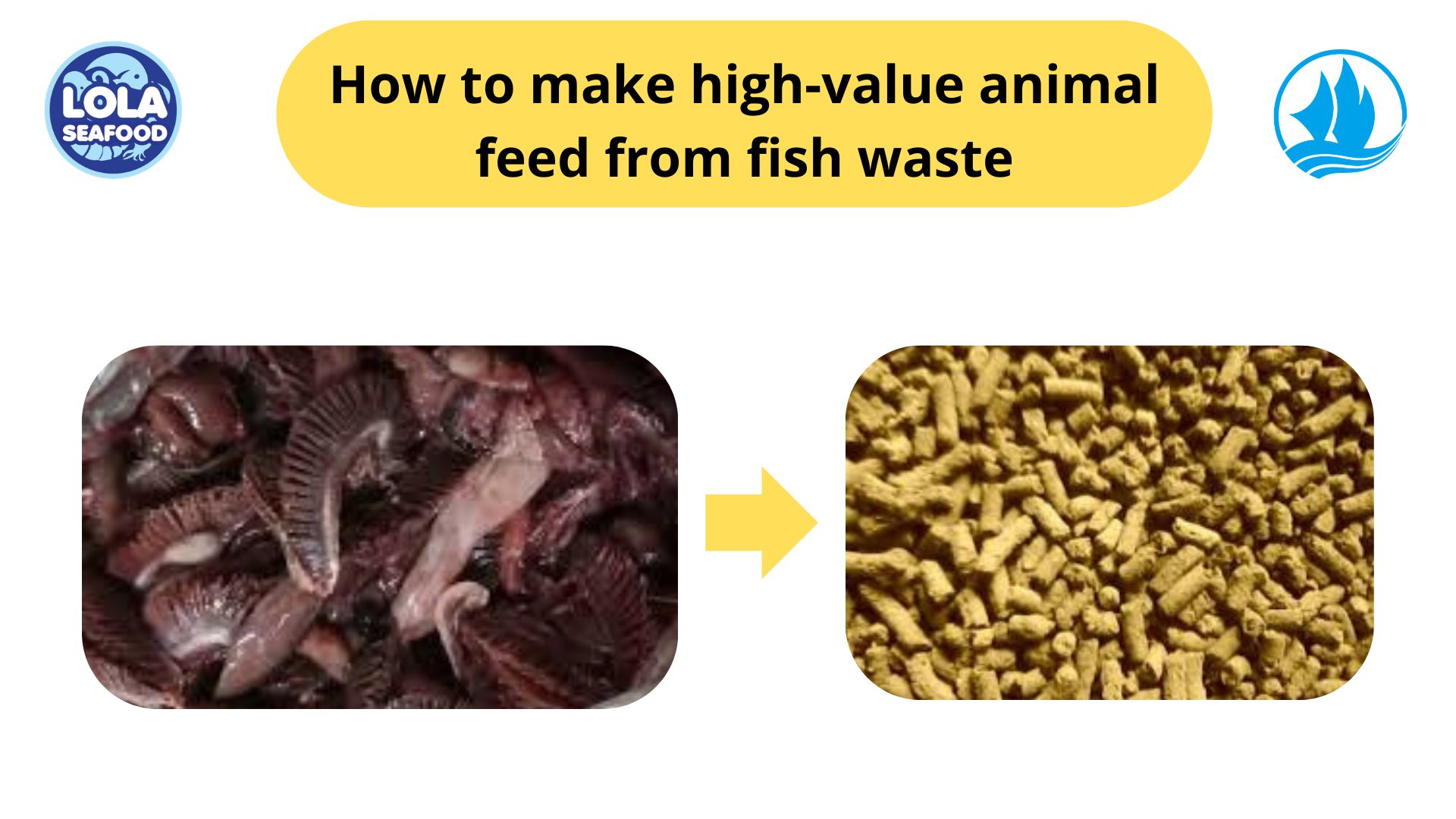 How to make high-value animal feed from fish waste